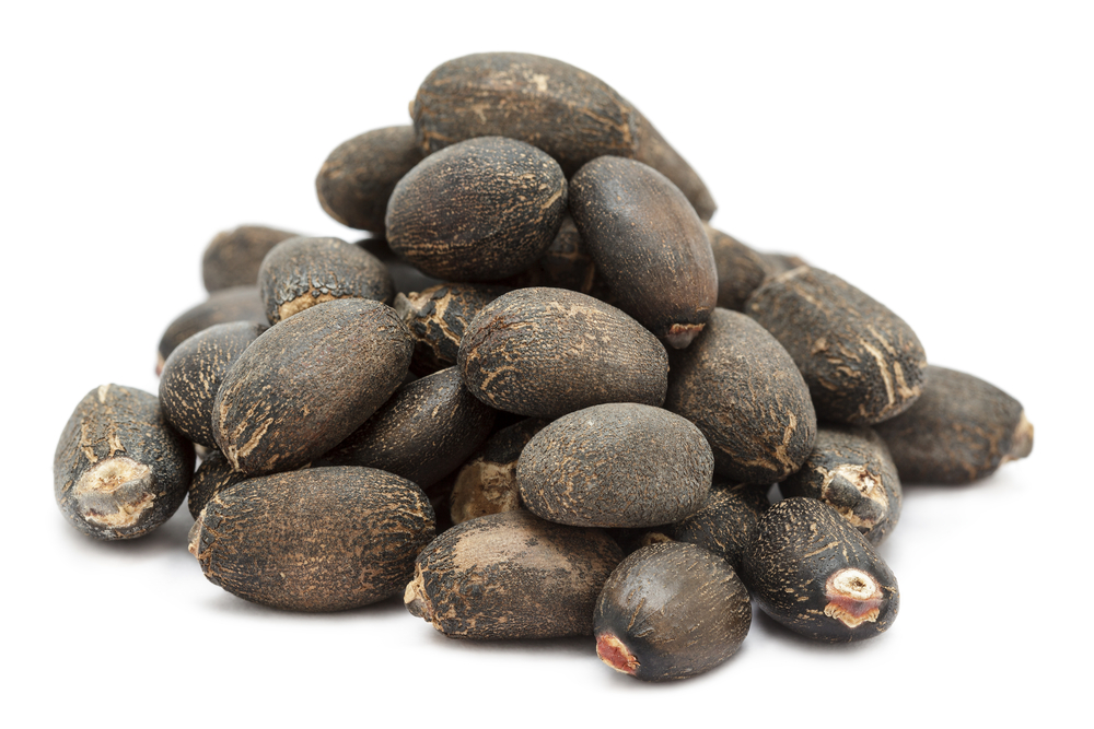 Jatropha