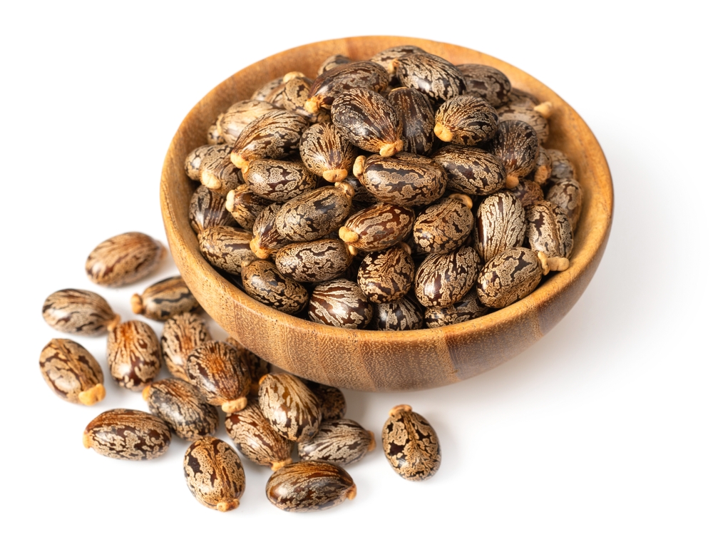 Castor Seeds
